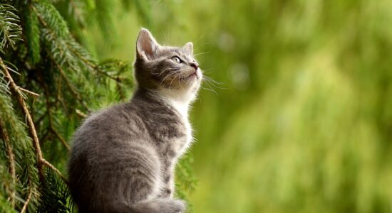 Come capire e interpretare tutti i comportamenti del gatto-proiezionidiborsa.it