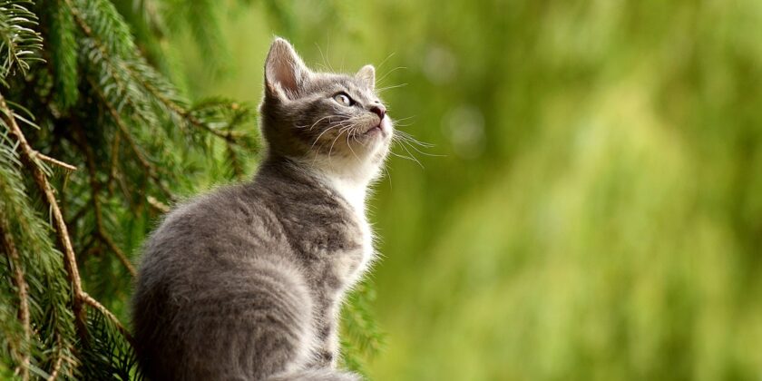 Come capire e interpretare tutti i comportamenti del gatto-proiezionidiborsa.it