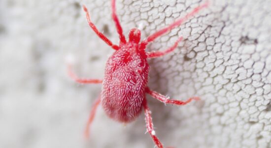 Come eliminare i ragnetti rossi dal balcone e muri di casa-foto da wikipedia