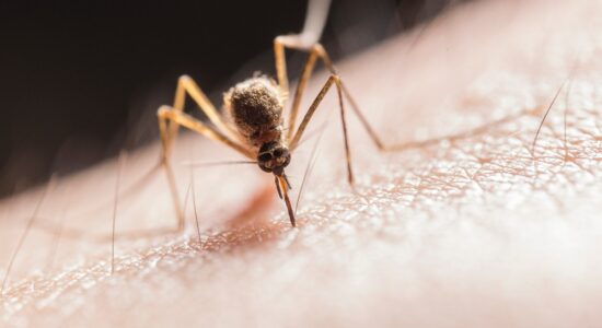 Come prevenire per tempo l’arrivo delle zanzare