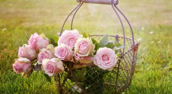 Come proteggere le rose da afidi e parassiti e averle belle-proiezionidiborsa.it