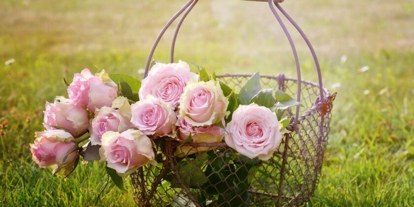 Come proteggere le rose da afidi e parassiti e averle belle-proiezionidiborsa.it