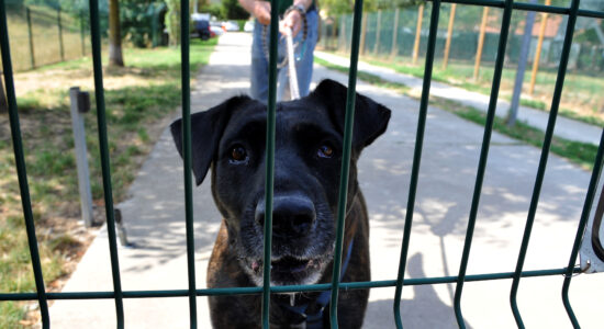 Contributi economici per adottare un cane sfortunato-proiezionidiborsa.it