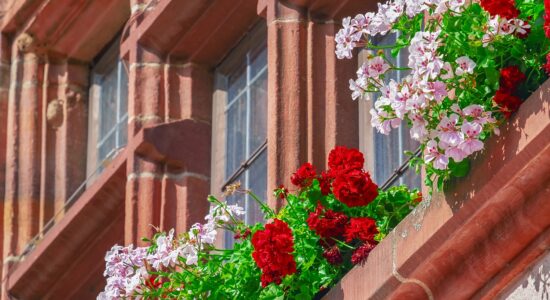 Cosa fare se i gerani fanno pochi fiori e solo foglie-proiezionidiborsa.it