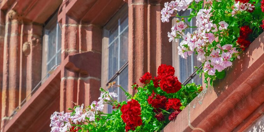 Cosa fare se i gerani fanno pochi fiori e solo foglie-proiezionidiborsa.it