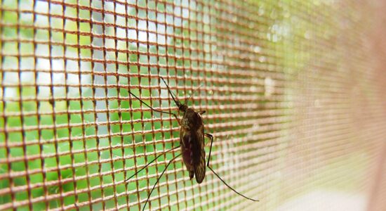 È tempo di pulire le zanzariere