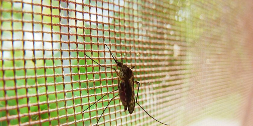 È tempo di pulire le zanzariere