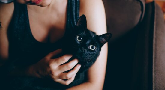 Gatto nero europeo