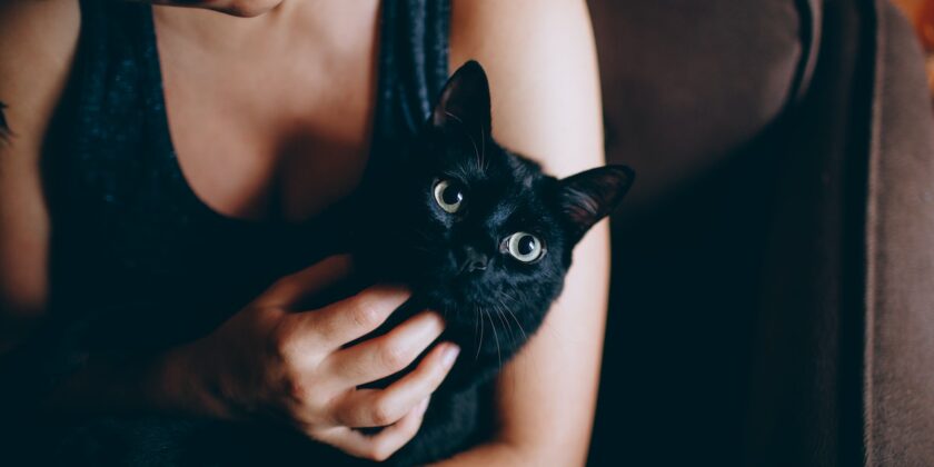 Gatto nero europeo