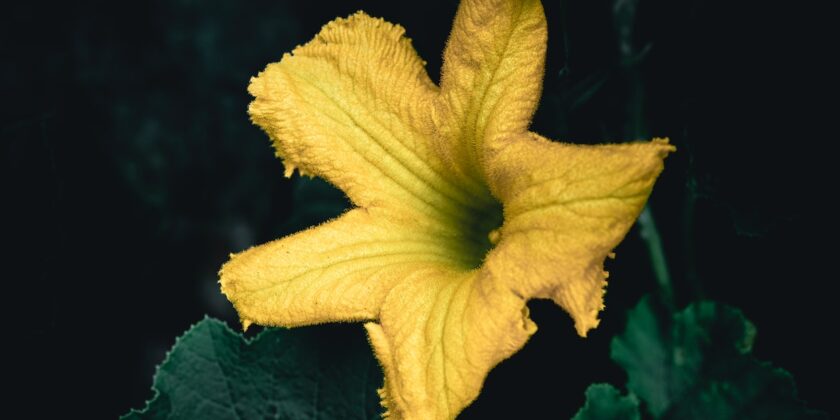 Il fiore di zucca è l’ortaggio di maggio per eccellenza-proiezionidiborsa.it