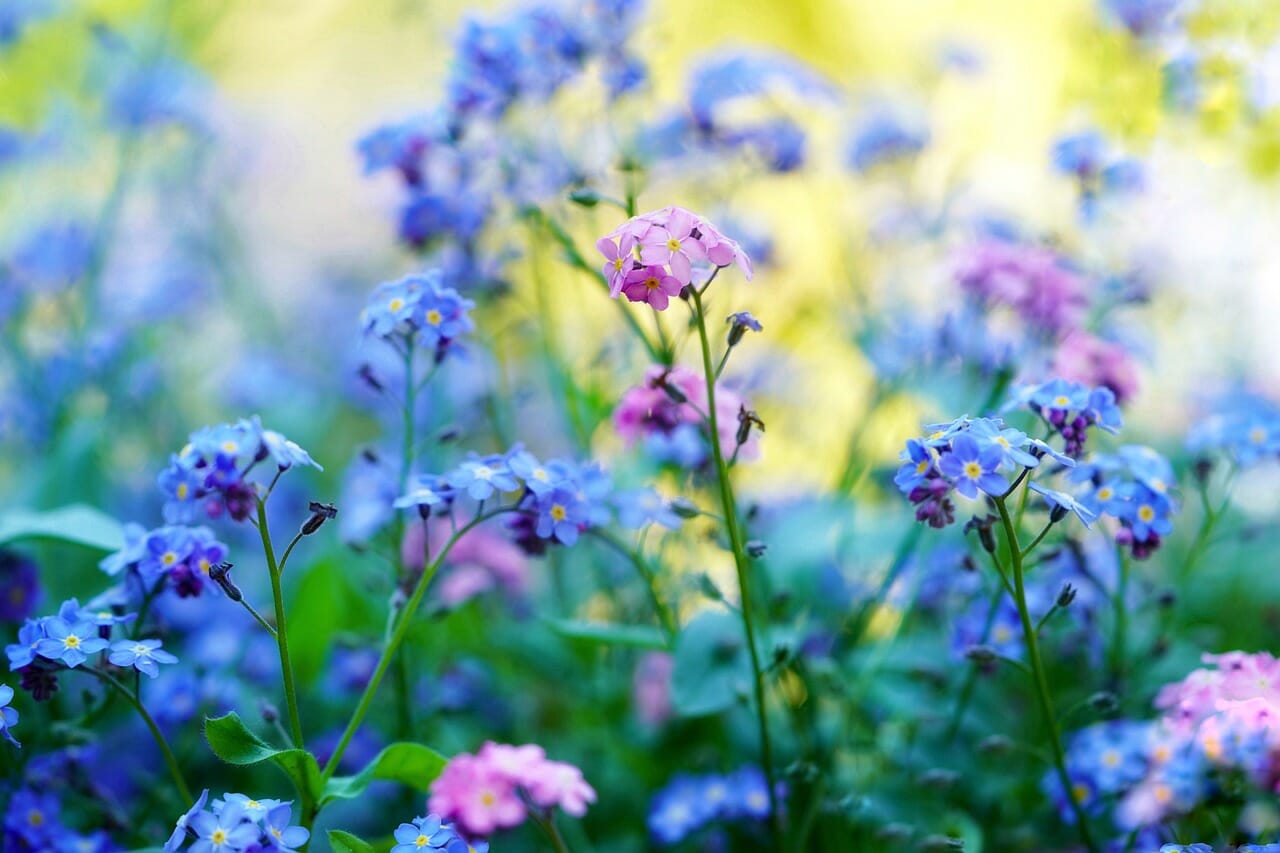 Il fiore non ti scordar di me-proiezionidiborsa.it
