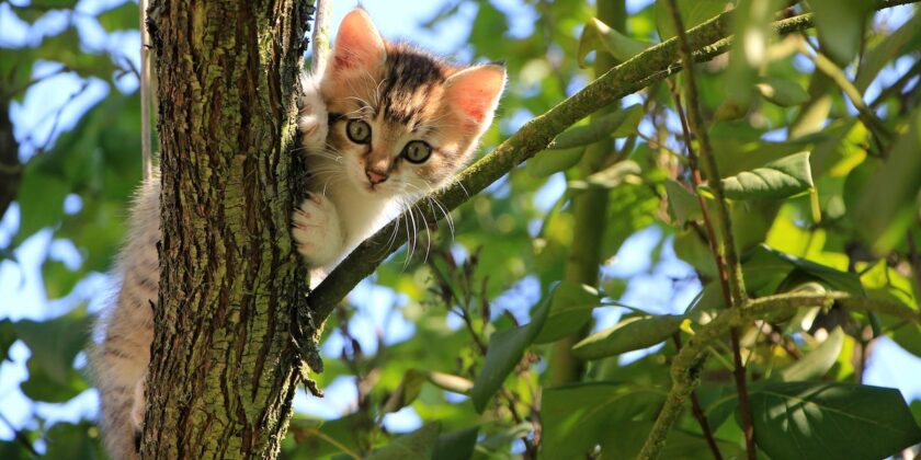 Il gatto più giocherellone