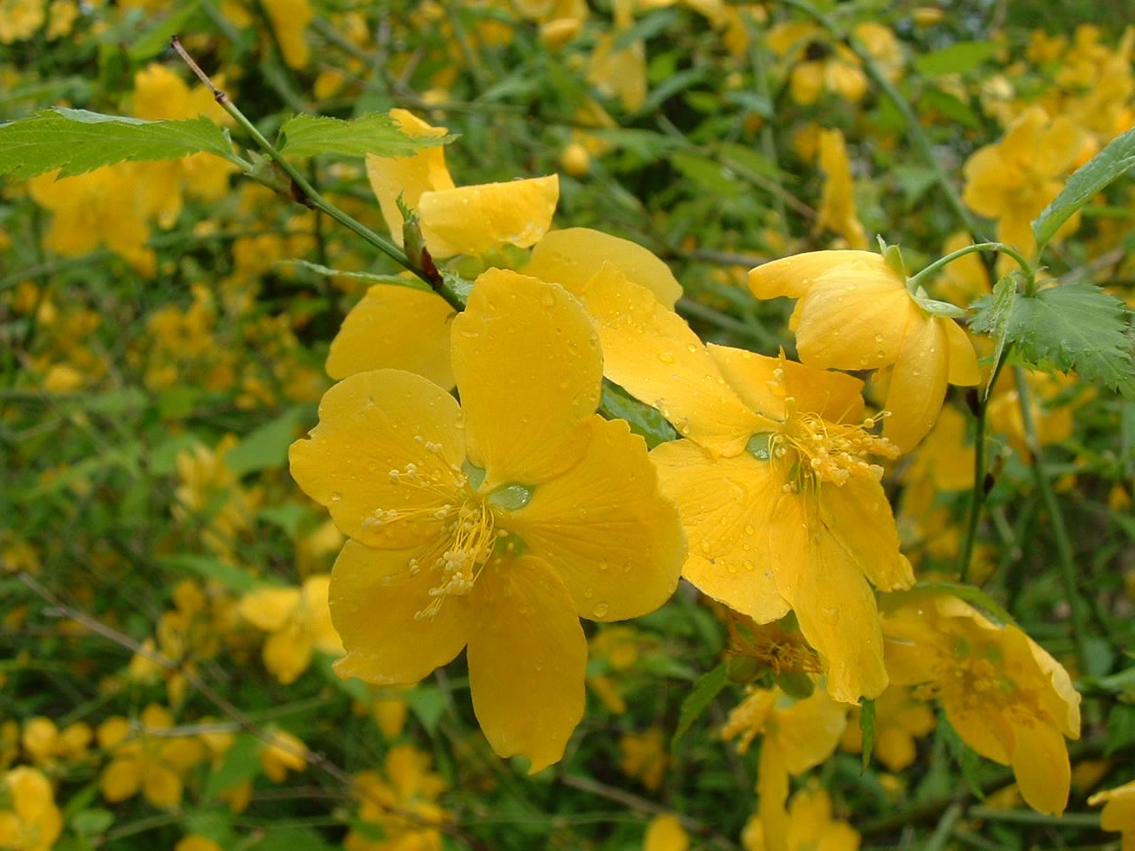 Kerria japonica-foto da wikipedia