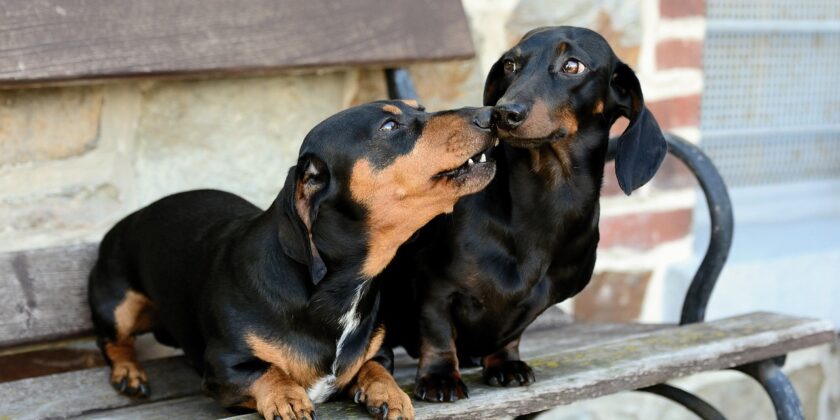 La razza di cane piccola, intelligente e che perde poco pelo-proiezionidiborsa.it