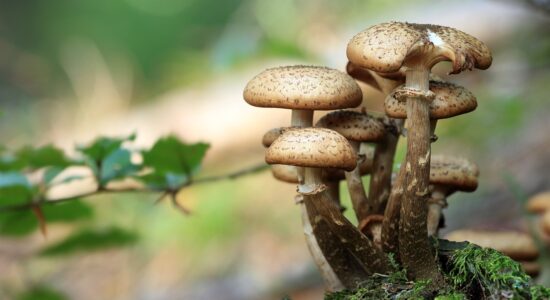 Le proprietà nutrizionali e benefici-proiezionidiborsa.it