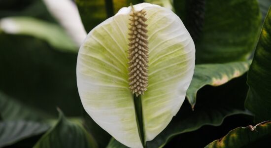L'elegantissima pianta per tutte le stanze che purifica l'aria-proiezionidiborsa.it