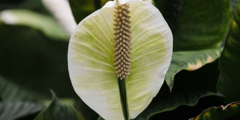 L'elegantissima pianta per tutte le stanze che purifica l'aria-proiezionidiborsa.it