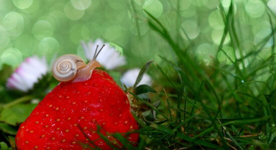 L’insospettabile insetticida naturale che tiene lontano parassiti