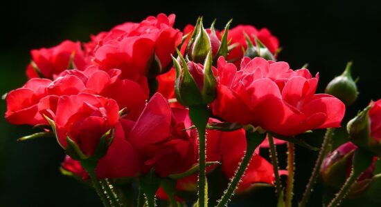 Macchie nere sulle rose addio-proiezionidiborsa.it
