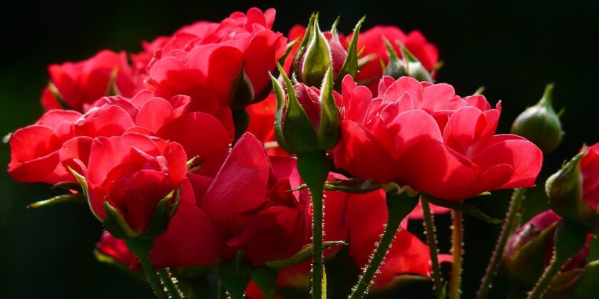 Macchie nere sulle rose addio-proiezionidiborsa.it