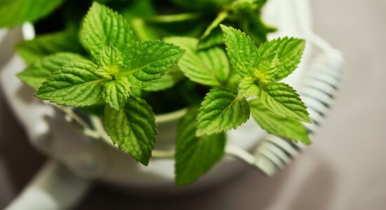 Non dovrai più comprare la menta al supermercato-proiezionidiborsa.it