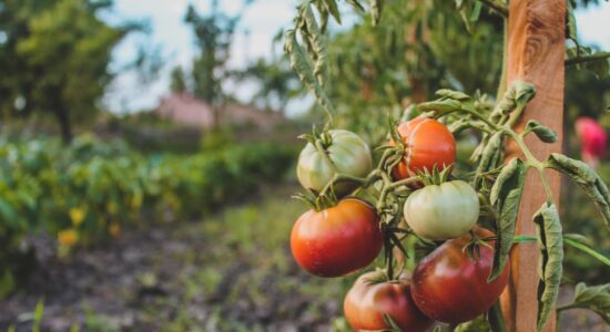 Perché i pomodori diventano neri in punta