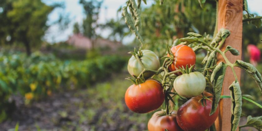 Perché i pomodori diventano neri in punta