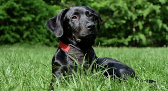 Perché i vip preferiscono i Labrador-proiezionidiborsa.it