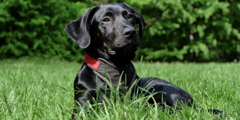 Perché i vip preferiscono i Labrador-proiezionidiborsa.it