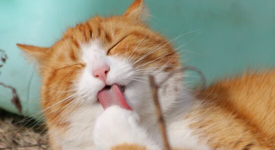Perché il mio gatto muove le orecchie-proiezionidiborsa.it