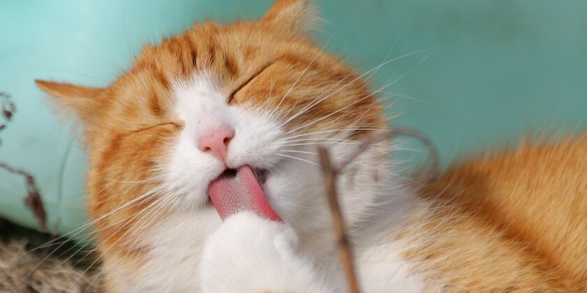 Perché il mio gatto muove le orecchie-proiezionidiborsa.it