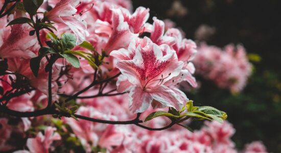 Perché l’azalea è la pianta portafortuna