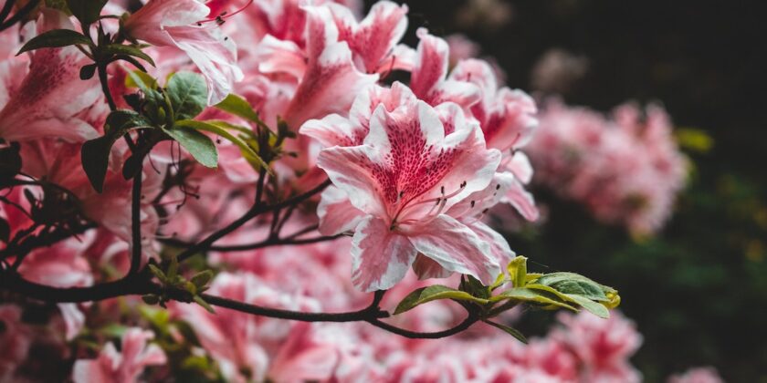 Perché l’azalea è la pianta portafortuna