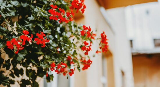 Piante ricadenti per abbellire terrazzi e balconi