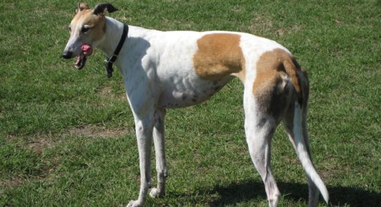 Pulitissima e perde poco pelo questa raffinata razza di cane