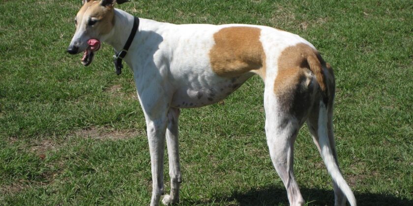 Pulitissima e perde poco pelo questa raffinata razza di cane