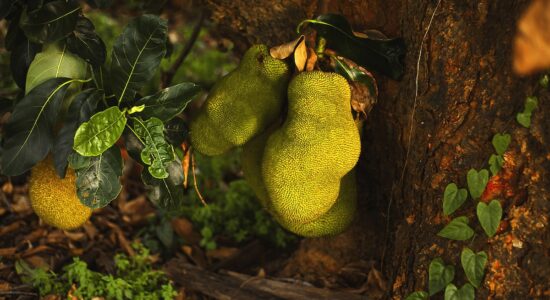 Questo frutto è una miniera di vitamine e antiossidanti