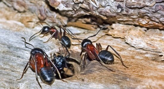 Rimedi ecologici per allontanare le formiche-proiezionidiborsa.it