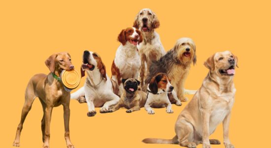 Storie di cani eroi-proiezionidiborsa.it