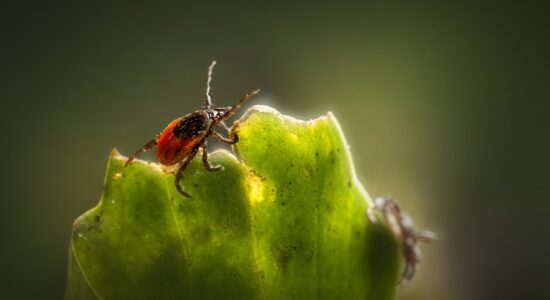 3 rimedi eccezionali contro pulci e zecche-proiezionidiborsa.it