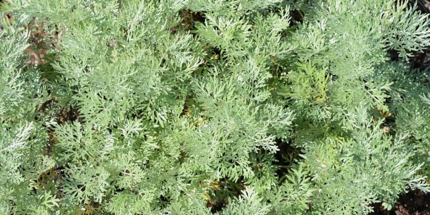 Addio afidi sulle piante e tarme in casa con questa pianta spettacolare