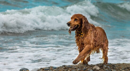 Alcuni consigli per organizzare le vacanze con cani o gatti