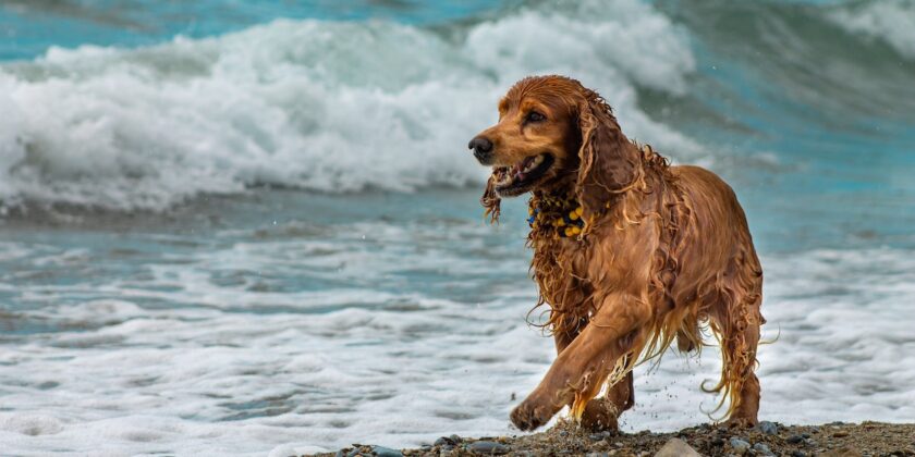 Alcuni consigli per organizzare le vacanze con cani o gatti