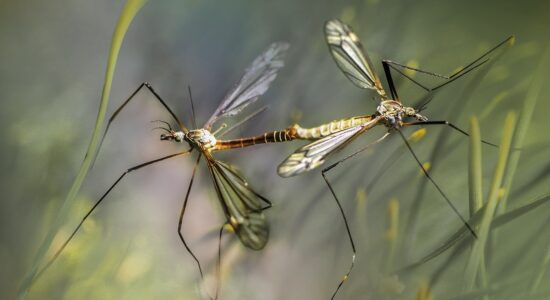 Allontana le zanzare in modo veloce con i repellenti migliori