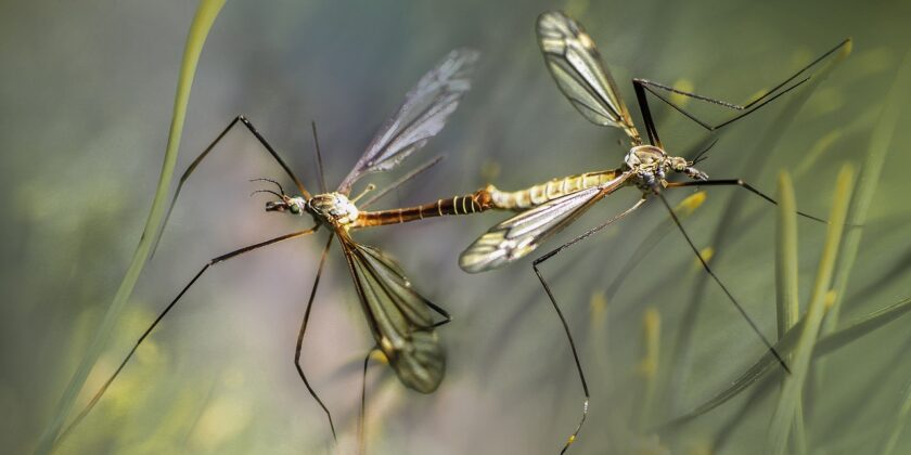 Allontana le zanzare in modo veloce con i repellenti migliori
