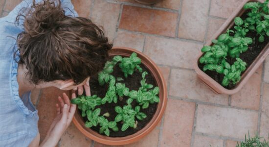 Anche i giardini hanno delle mode-proiezionidiborsa.it