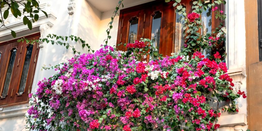 Balcone fiorito anche con il caldo torrido