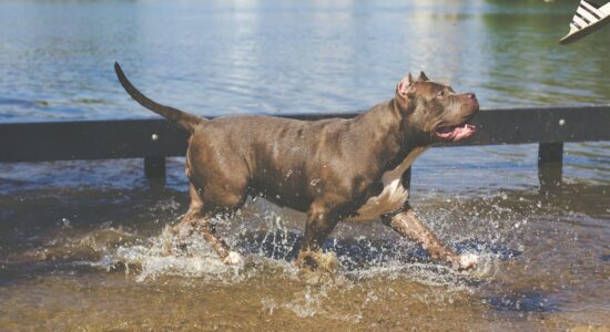 Cani che soffrono il caldo