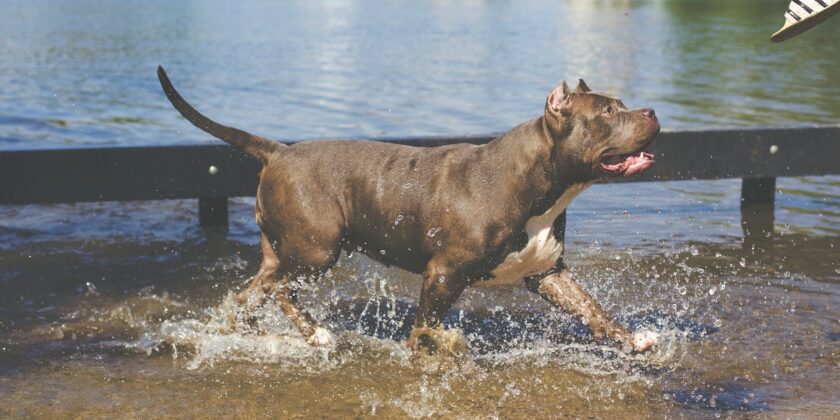 Cani che soffrono il caldo