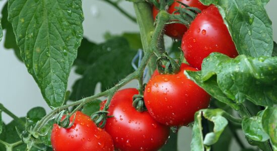 Come aumentare la produzione di pomodori-proiezionidiborsa.it